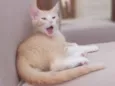 Paçoca