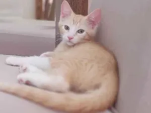 Gato raça Srd idade Abaixo de 2 meses nome Paçoca 
