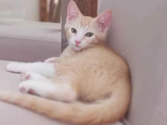 Gato ra a Srd idade Abaixo de 2 meses nome Paçoca 