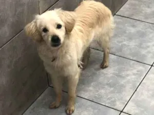 Cachorro raça Poodle misturado com vira lata idade 7 a 11 meses nome Mel