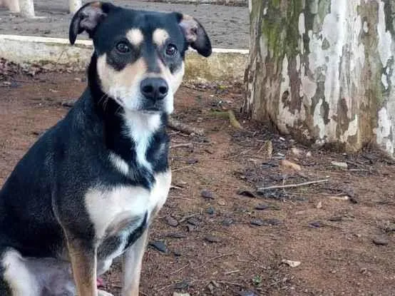 Cachorro ra a Indefinida idade 2 anos nome Mano