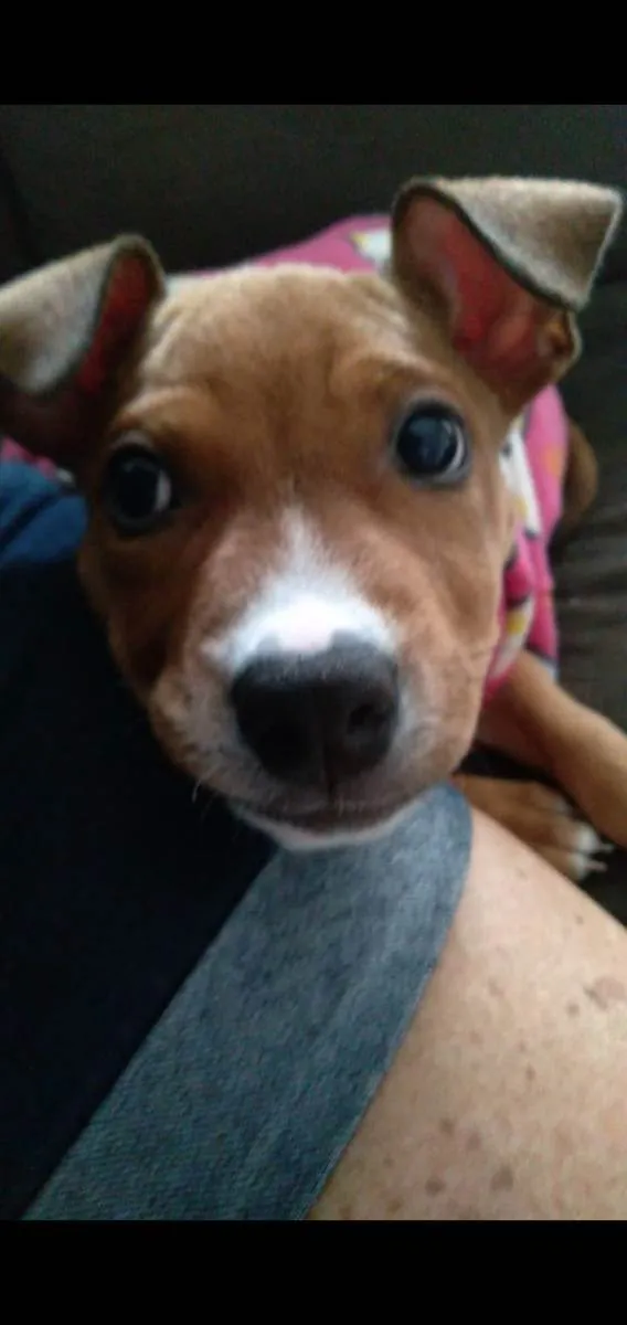 Cachorro ra a Srd idade Abaixo de 2 meses nome Freddie