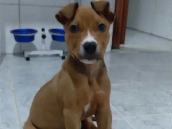 Cachorro ra a Srd idade Abaixo de 2 meses nome Freddie
