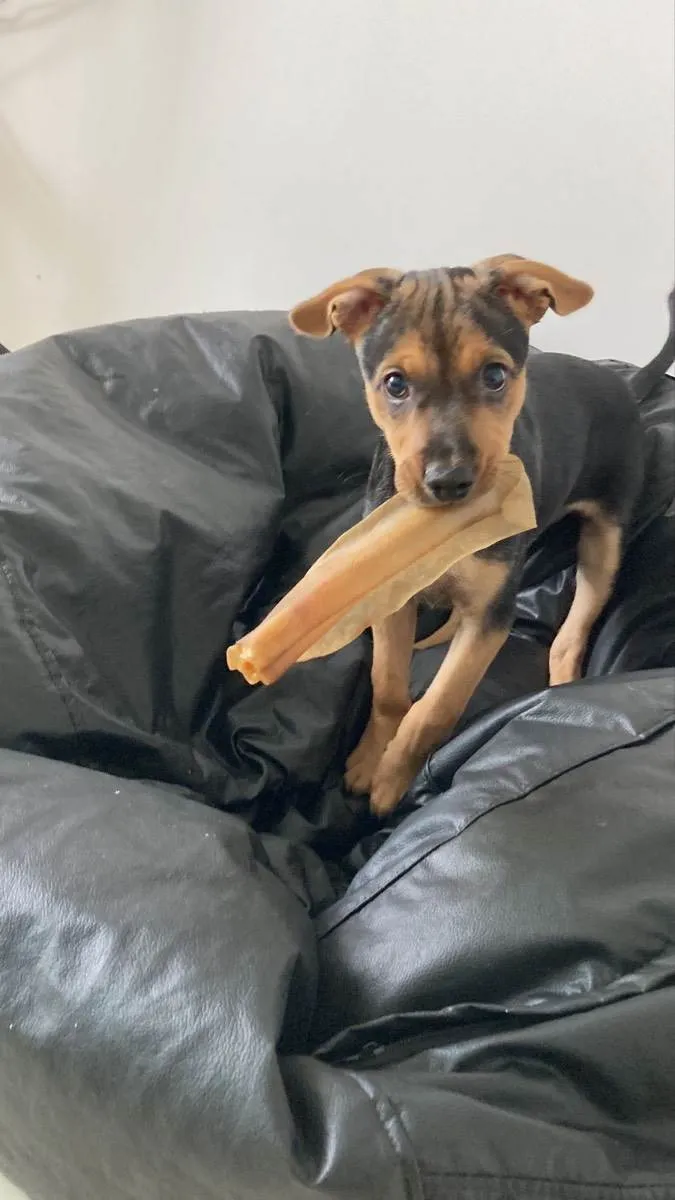 Cachorro ra a SRD idade 2 a 6 meses nome Lua