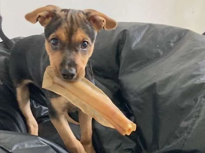 Cachorro ra a SRD idade 2 a 6 meses nome Lua