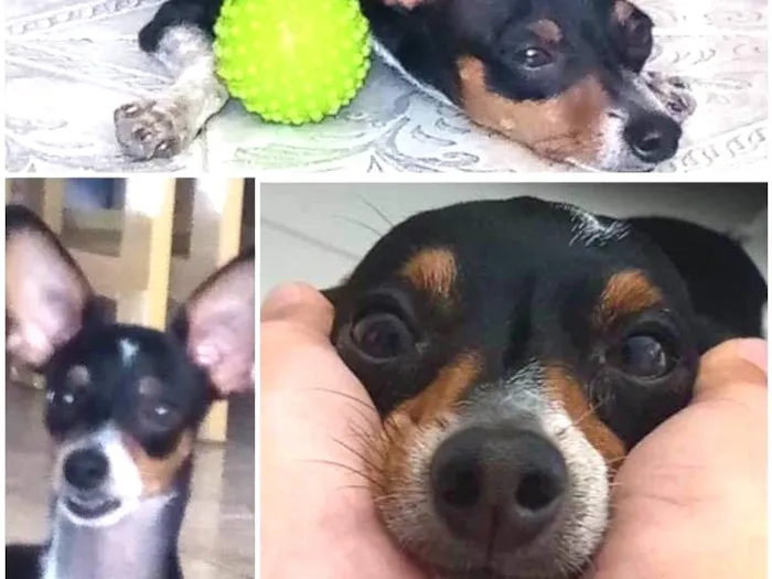 Cachorro ra a Pincher idade 4 anos nome Max