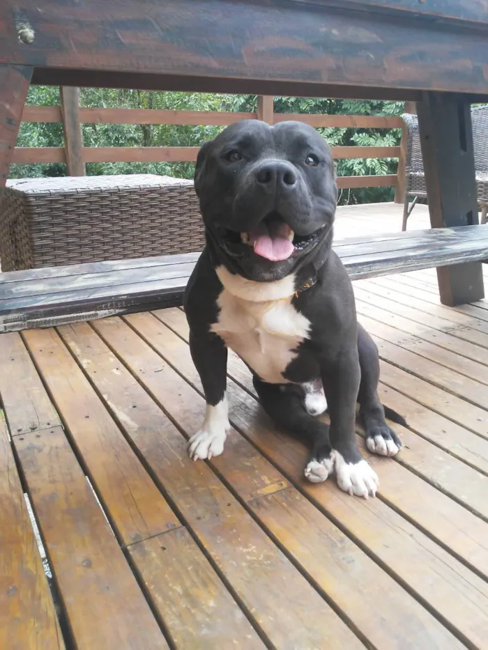 Cachorro ra a American Bully idade 7 a 11 meses nome Rick