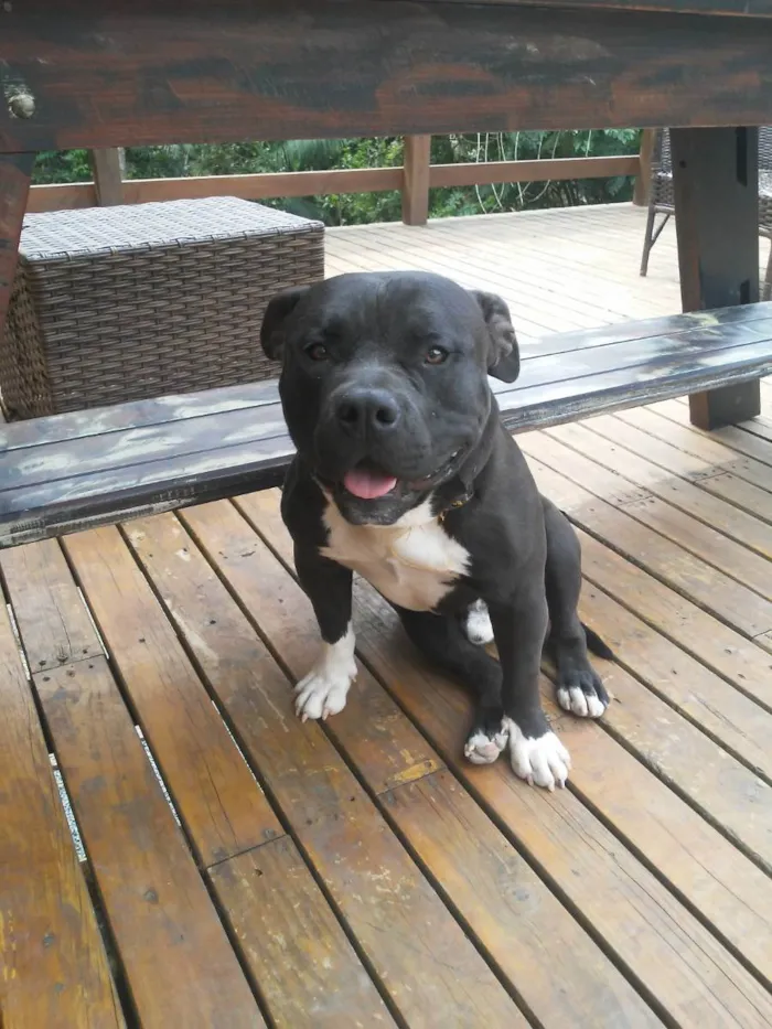 Cachorro ra a American Bully idade 7 a 11 meses nome Rick