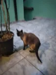 Nina