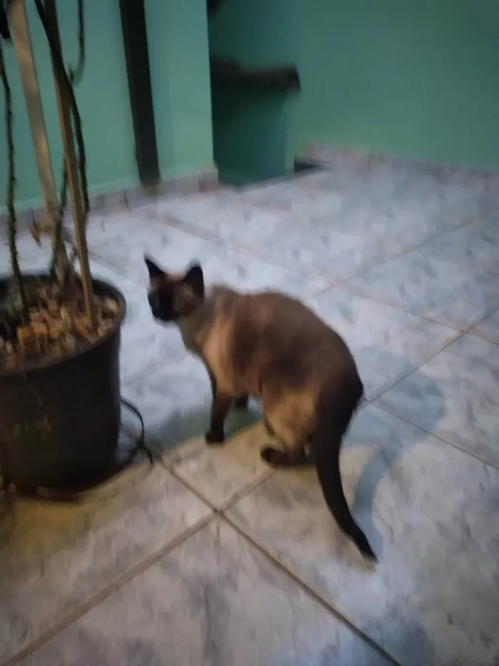 Gato ra a Sem raça  idade 6 ou mais anos nome Nina