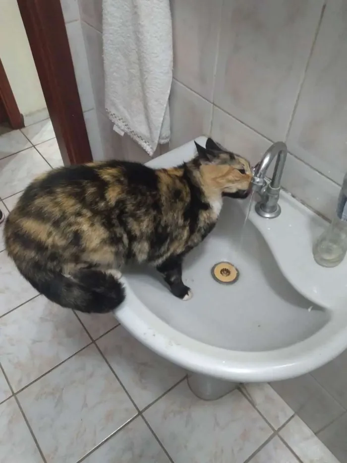 Gato ra a Sem raça  idade 6 ou mais anos nome Nina