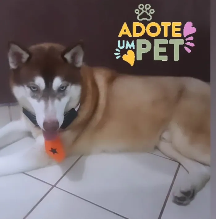 Cachorro ra a Husk Siberiano idade 2 anos nome IRON9