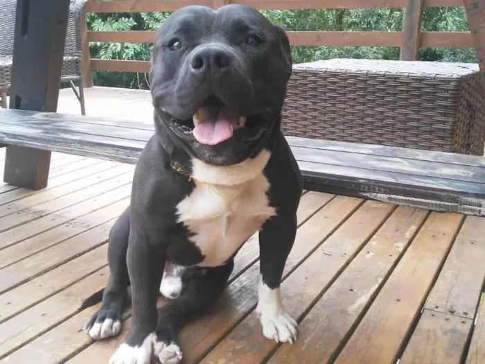 Cachorro ra a American Bully idade 7 a 11 meses nome Rick