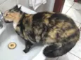 Nina