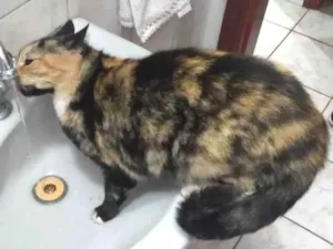 Gato raça Sem raça  idade 6 ou mais anos nome Nina