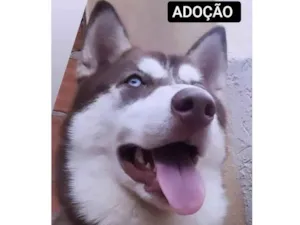 Cachorro raça Husk Siberiano idade 2 anos nome IRON9