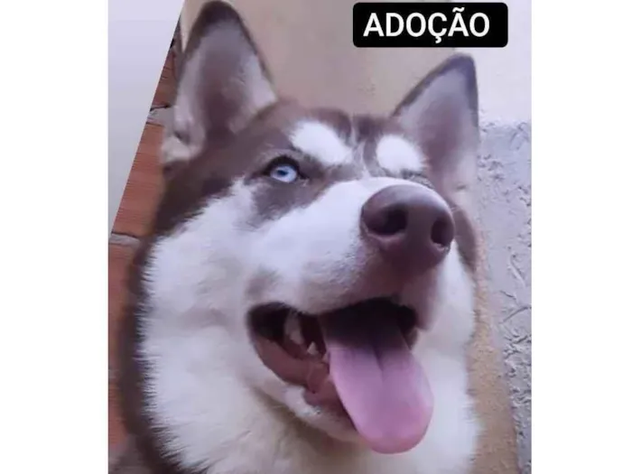 Cachorro ra a Husk Siberiano idade 2 anos nome IRON9