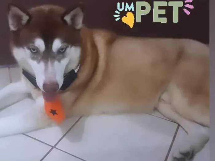 Cachorro ra a Husk Siberiano idade 2 anos nome IRON9