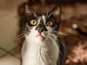 Gato raça SRD idade 7 a 11 meses nome Narizinho Preto