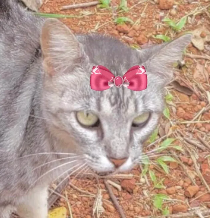 Gato ra a Mestiça  idade 1 ano nome Myka 