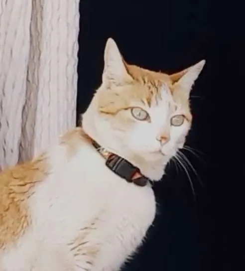 Gato ra a Mestiça  idade 5 anos nome Sury