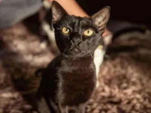 Gato raça SRD idade 7 a 11 meses nome Pretinha