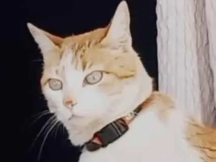 Gato ra a Mestiça  idade 5 anos nome Sury