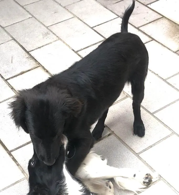 Cachorro raça SRD  idade 2 a 6 meses nome Caju