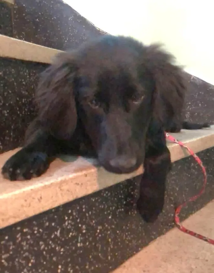 Cachorro raça SRD  idade 2 a 6 meses nome Caju