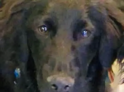 Cachorro raça SRD  idade 2 a 6 meses nome Caju