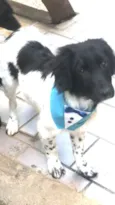 Cachorro raça SRD  idade 2 a 6 meses nome Ricco