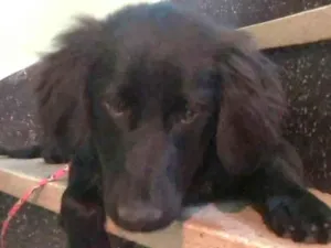 Cachorro raça SRD  idade 2 a 6 meses nome Caju