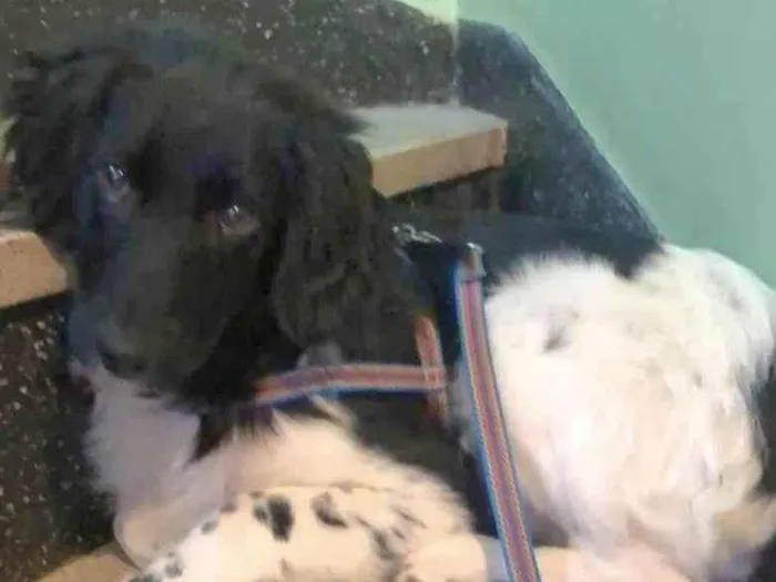 Cachorro raça SRD  idade 2 a 6 meses nome Ricco