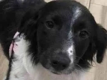 Cachorro raça SRD  idade 2 a 6 meses nome Nuka