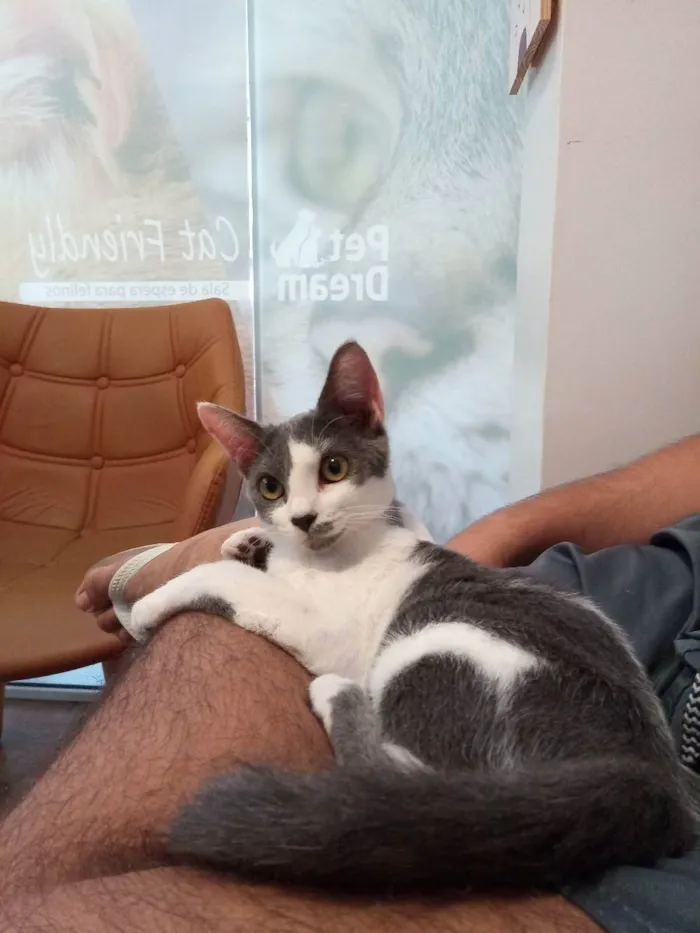 Gato ra a SRD idade 2 a 6 meses nome Chiquinha