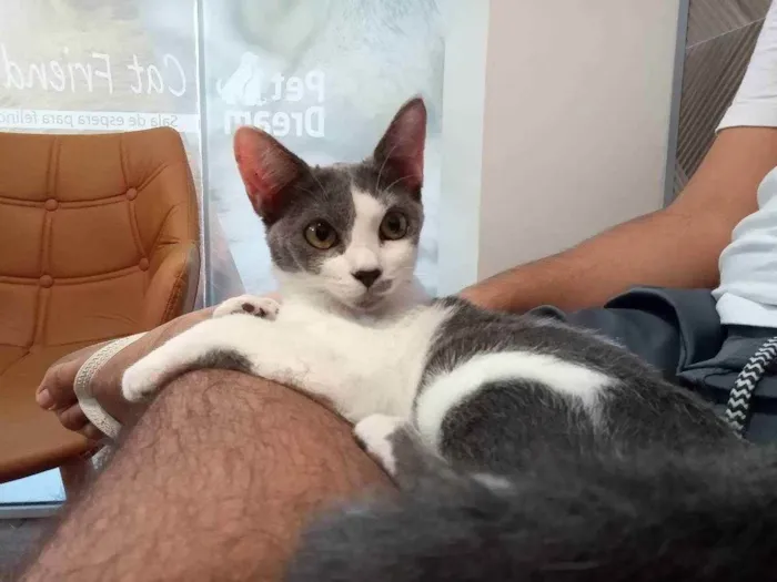 Gato ra a SRD idade 2 a 6 meses nome Chiquinha