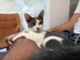 Chiquinha
