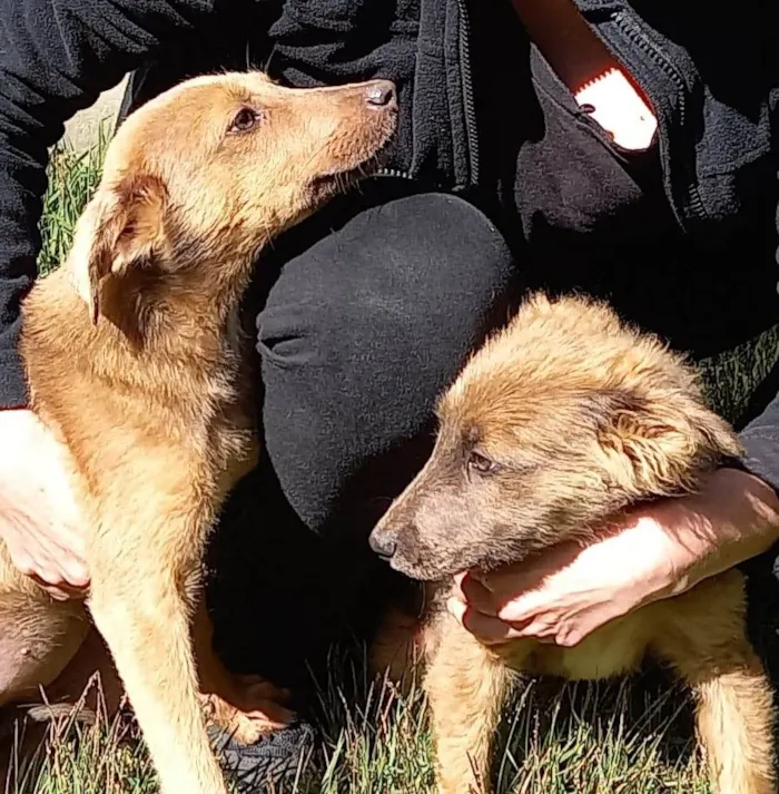 Cachorro ra a indefinida idade 2 a 6 meses nome Sem nome