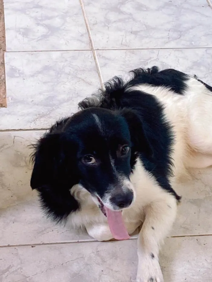 Cachorro raça Vira-lata idade 2 anos nome Sushi
