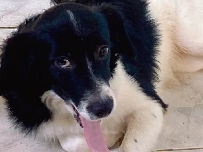 Cachorro raça Vira-lata idade 2 anos nome Sushi