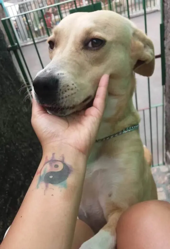 Cachorro ra a Mestiça Pitbull com Labrador idade 5 anos nome Lara