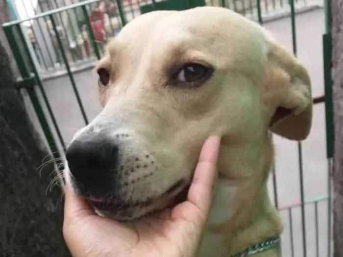 Cachorro ra a Mestiça Pitbull com Labrador idade 5 anos nome Lara