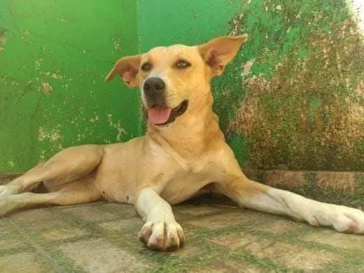 Cachorro ra a Mestiça Pitbull com Labrador idade 5 anos nome Lara