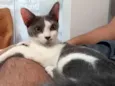 Chiquinha