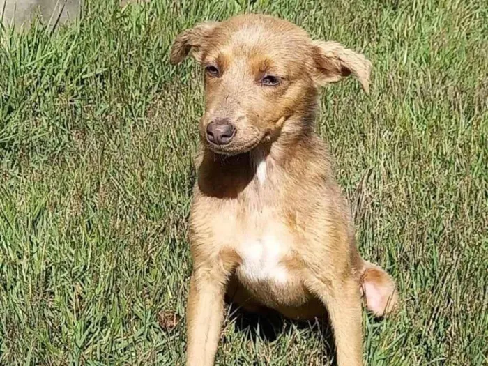 Cachorro ra a indefinida idade 2 a 6 meses nome Sem nome