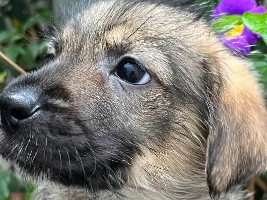 Cachorro raça SRD idade Abaixo de 2 meses nome Sem Nome