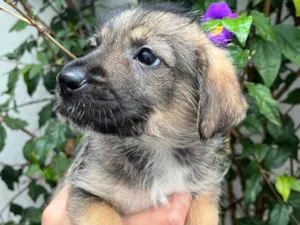 Cachorro raça SRD idade Abaixo de 2 meses nome Sem Nome