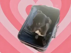 Cachorro raça Srd idade 2 a 6 meses nome Leo bb5meses 
