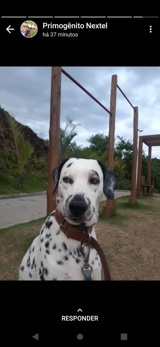 Cachorro raça Dálmata  idade 5 anos nome Bolt 