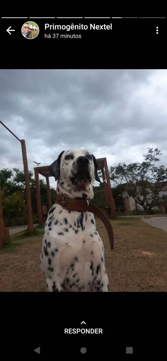 Cachorro raça Dálmata  idade 5 anos nome Bolt 